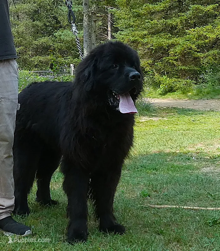 Young Breeding Male FULL AKC – Newfoundland puppy for sale in Traverse City, MI