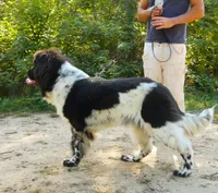 Proven,Full AKC, new VIDEO + New Photos, a female Newfoundland for sale in Traverse City, MI – 4 of 10