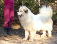 2 yr. PROVEN bitch, Champ/ PREMIUM Quality, a female Great Pyrenees for sale in Traverse City, MI – 5 of 9