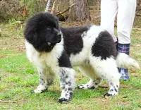 Proven Brown Female, AKC & Embarked, a female Newfoundland for sale in Traverse City, MI – 3 of 10