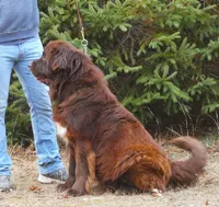 Proven Brown Female, AKC & Embarked, a female Newfoundland for sale in Traverse City, MI – 9 of 10