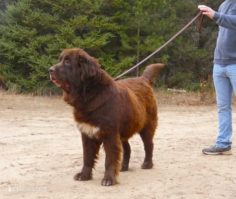 Proven brown Female, Full AKC – Newfoundland puppy for sale in Traverse City, MI