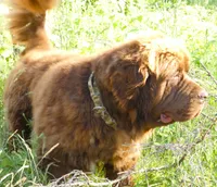 Adult Brown Male, AKC Full Reg. , a male Newfoundland for sale in Traverse City, MI – 3 of 6