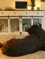 Intact, PROVEN, Brown Female, Full AKC, a female Newfoundland for sale in Traverse City, MI – 5 of 7