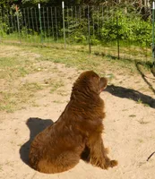 Proven brown Female, Full AKC, a female Newfoundland for sale in Traverse City, MI – 6 of 8