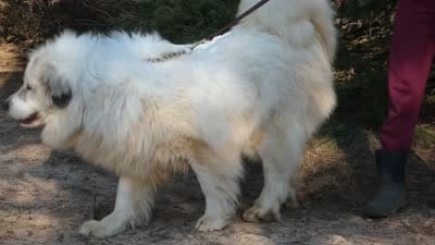 Sage- Proven, show lines, FULL AKC, a female Great Pyrenees for sale in Traverse City, MI – 10 of 10