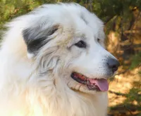 Sage- Proven, show lines, FULL AKC, a female Great Pyrenees for sale in Traverse City, MI – 5 of 10