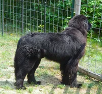 Young Breeding Male FULL AKC, a male Newfoundland for sale in Traverse City, MI – 6 of 7