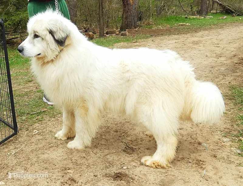 2 yr. PROVEN bitch, Champ/ PREMIUM Quality – Great Pyrenees puppy for sale in Traverse City, MI