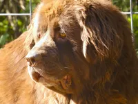 Proven Brown Female, AKC & Embarked, a female Newfoundland for sale in Traverse City, MI – 6 of 10