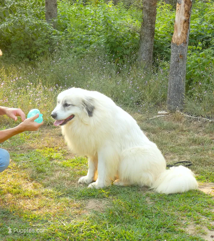 Sage- Proven, show lines, FULL AKC – Great Pyrenees puppy for sale in Traverse City, MI