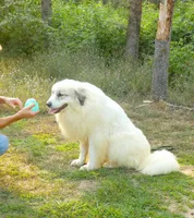 Sage- Proven, show lines, FULL AKC, a female Great Pyrenees for sale in Traverse City, MI – 1 of 10