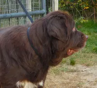 Intact, PROVEN, Brown Female, Full AKC, a female Newfoundland for sale in Traverse City, MI – 2 of 7