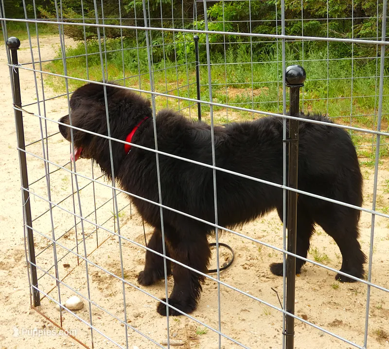 Benz- Full AKC, Intact Young Adult Male – Newfoundland puppy for sale in Traverse City, MI