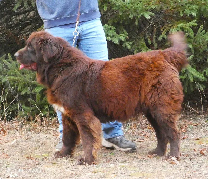 Proven Brown Female, AKC & Embarked – Newfoundland puppy for sale in Traverse City, MI