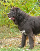 Intact, PROVEN, Brown Female, Full AKC, a female Newfoundland for sale in Traverse City, MI – 7 of 7