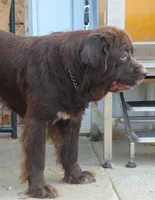 Proven,Full AKC, new VIDEO + New Photos, a female Newfoundland for sale in Traverse City, MI – 6 of 10