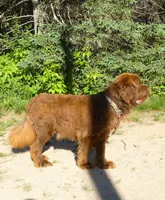 Adult Brown Male, AKC Full Reg. , a male Newfoundland for sale in Traverse City, MI – 4 of 6