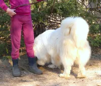 Sage- Proven, show lines, FULL AKC, a female Great Pyrenees for sale in Traverse City, MI – 6 of 10