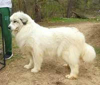 Sage- Proven, show lines, FULL AKC, a female Great Pyrenees for sale in Traverse City, MI – 2 of 10