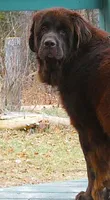 Proven brown Female, Full AKC, a female Newfoundland for sale in Traverse City, MI – 8 of 8