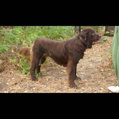 Proven,Full AKC, new VIDEO + New Photos, a female Newfoundland for sale in Traverse City, MI – 5 of 10