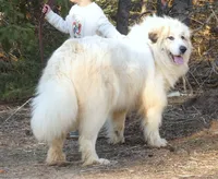 Sage- Proven, show lines, FULL AKC, a female Great Pyrenees for sale in Traverse City, MI – 3 of 10