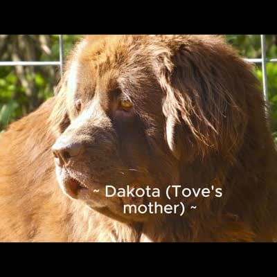 Proven Brown Female, AKC & Embarked, a female Newfoundland for sale in Traverse City, MI – 5 of 10