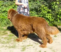 Adult Brown Male, AKC Full Reg. , a male Newfoundland for sale in Traverse City, MI – 2 of 6