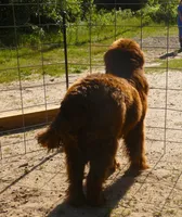 Proven Brown Female, AKC & Embarked, a female Newfoundland for sale in Traverse City, MI – 4 of 10