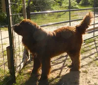 Proven Brown Female, AKC & Embarked, a female Newfoundland for sale in Traverse City, MI – 10 of 10