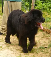 Benz- Full AKC, Intact Young Adult Male, a male Newfoundland for sale in Traverse City, MI – 6 of 7