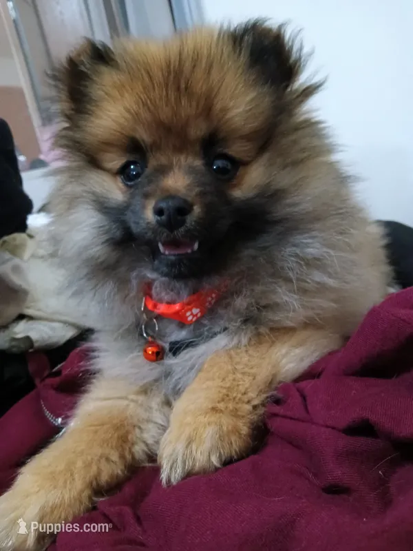 Jojo – Pomeranian puppy for sale in Plymouth, IN