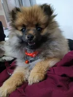 Jojo, a female Pomeranian for sale in Plymouth, IN – 1 of 3