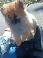 Jojo, a female Pomeranian for sale in Plymouth, IN – 2 of 3
