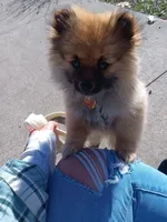 Jojo, a female Pomeranian for sale in Plymouth, IN – 3 of 3