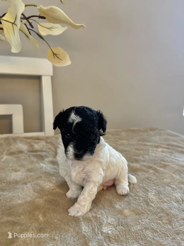 Spot – Maltipoo Puppy for Sale in Columbus, OH | Puppies.com
