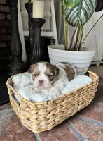 Niko, a male Shih Tzu for sale in Winton, CA – Photo 1 of 3