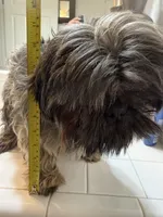 Niko, a male Shih Tzu for sale in Winton, CA – Photo 2 of 3