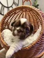Lola, a female Shih Tzu for sale in Winton, CA – Photo 1 of 2