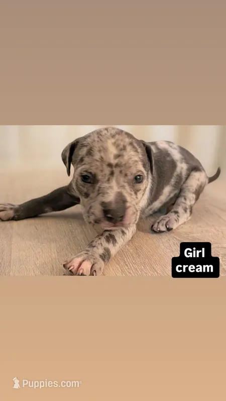 Cream – American Bully puppy for sale in Bronx, NY