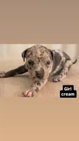 Cream, a female American Bully for sale in Bronx, NY – 1 of 2