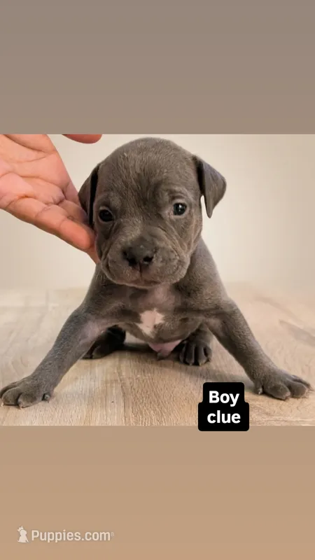 Clue – American Bully puppy for sale in Bronx, NY