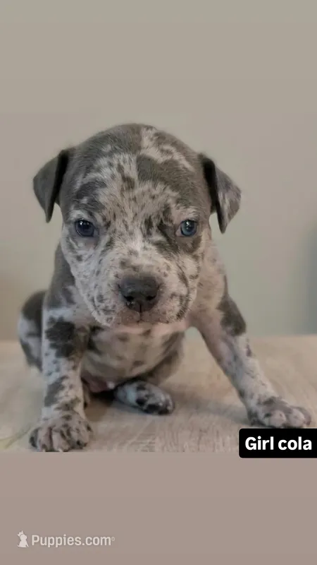 Cola – American Bully puppy for sale in Bronx, NY