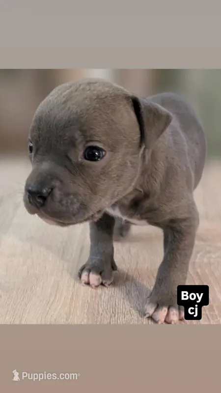 Cj – American Bully puppy for sale in Bronx, NY