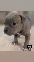 Cj, a male American Bully for sale in Bronx, NY – 1 of 1