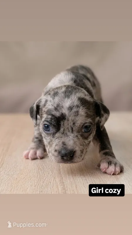 Cozy – American Bully puppy for sale in Bronx, NY