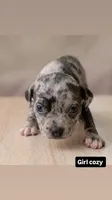 Cozy, a female American Bully for sale in Bronx, NY – 1 of 1
