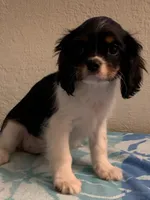 Olivia, a female Cavalier King Charles Spaniel for sale in Roseville, CA – Photo 4 of 4