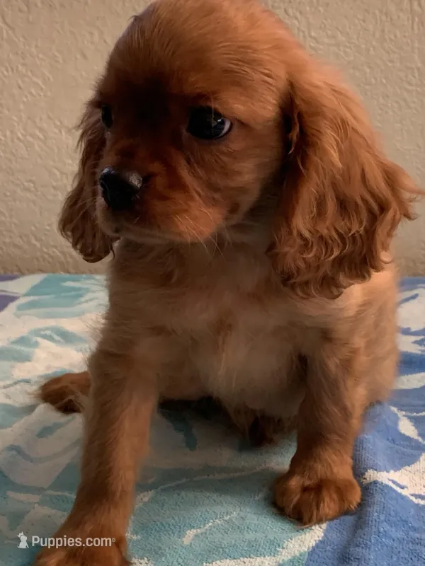 Olivia – Cavalier King Charles Spaniel puppy for sale in Roseville, CA